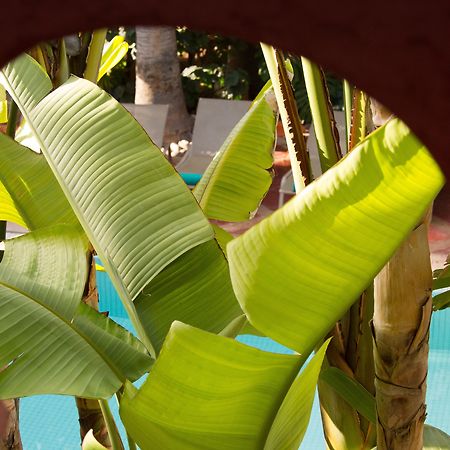 Les Jardins De La Medina Hotel Marrakesh Exterior foto Banana leaves