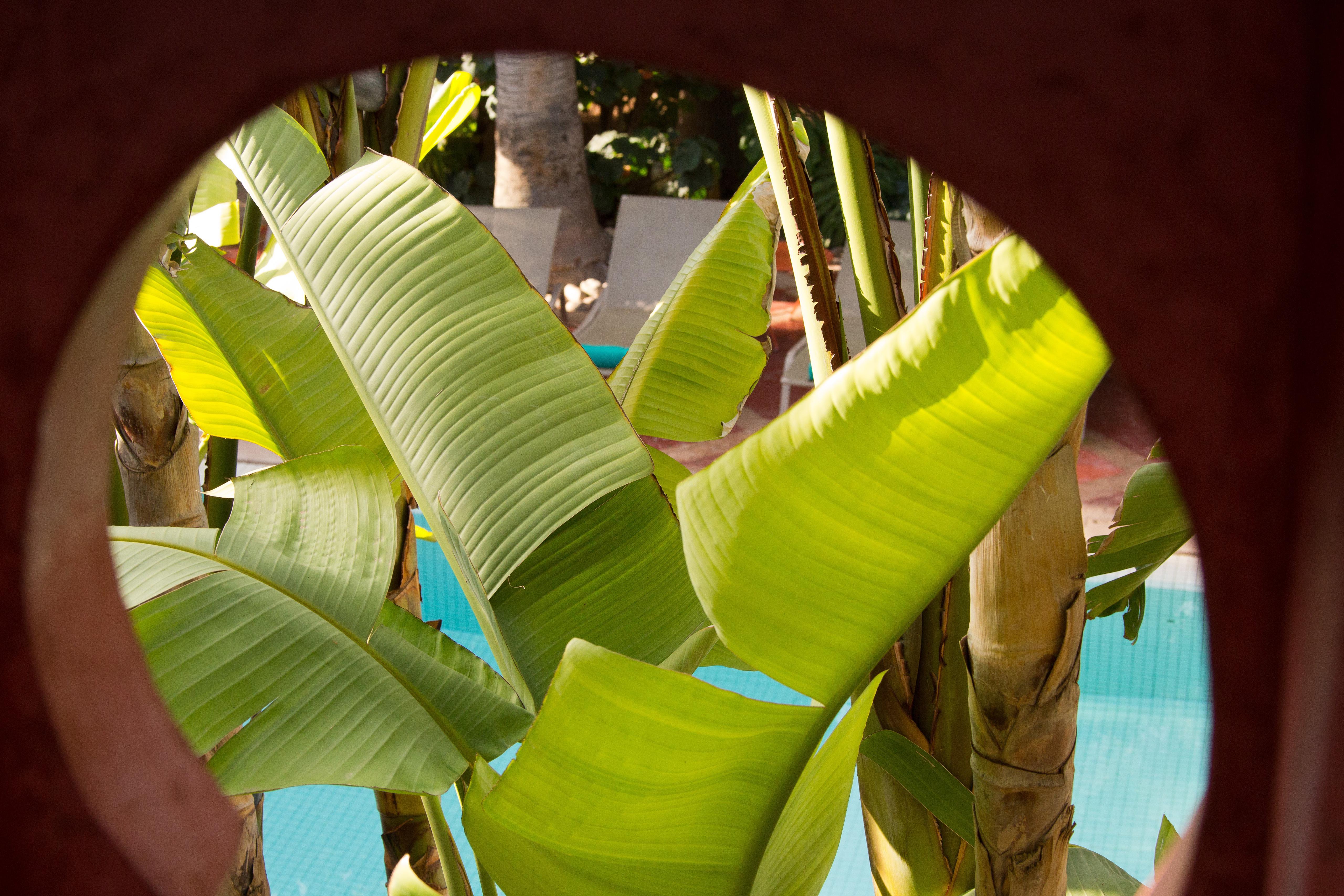 Les Jardins De La Medina Hotel Marrakesh Exterior foto Banana leaves