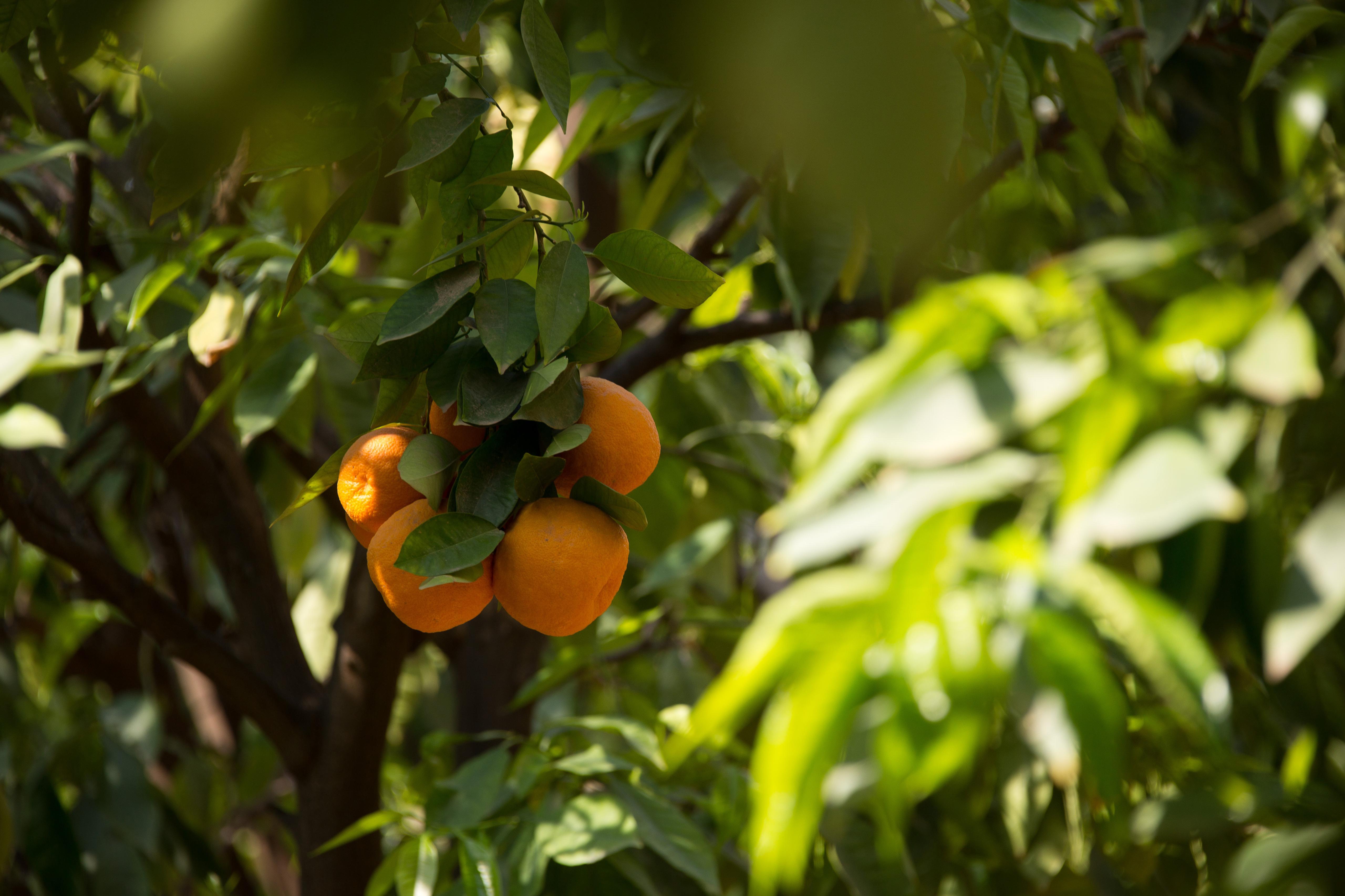 Les Jardins De La Medina Hotel Marrakesh Exterior foto Fruit on the tree