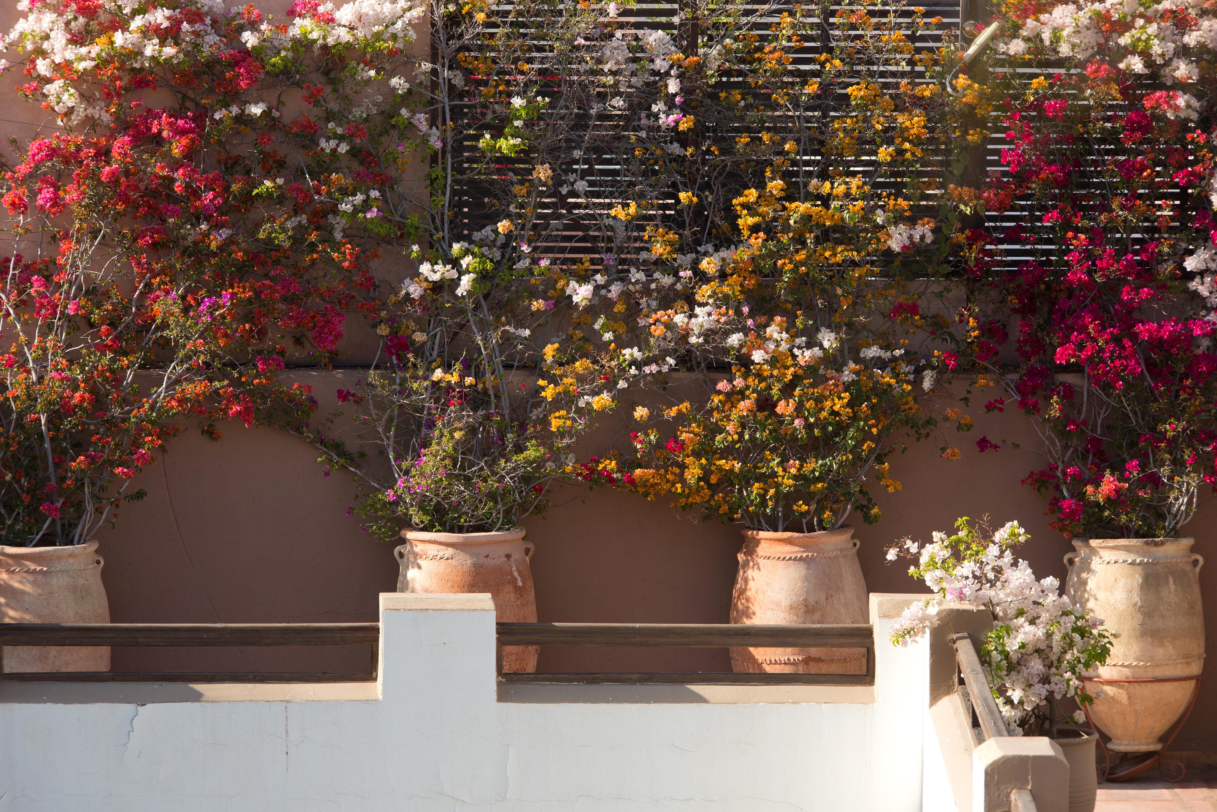 Les Jardins De La Medina Hotel Marrakesh Exterior foto Bougainvillea