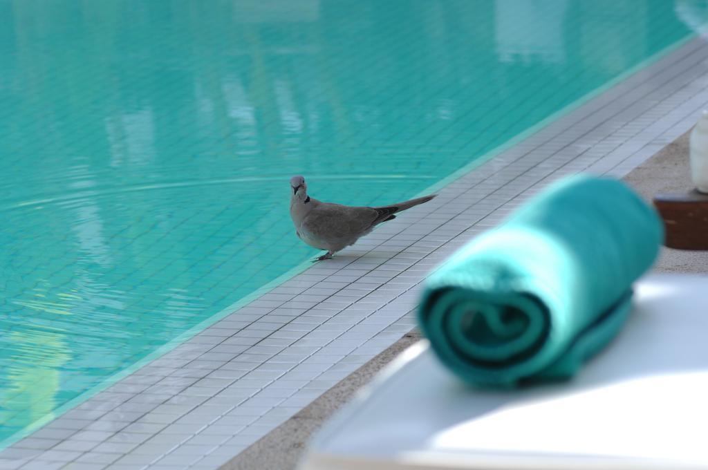 Les Jardins De La Medina Hotel Marrakesh Exterior foto A bird at the pool